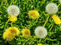 Vazquez landscaping maintenance helps control weeds